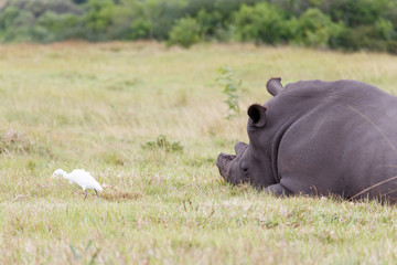 White Rhino and Bird