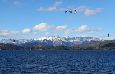 Fototapeta na wymiar seagulls flying over Nahuel Huapi Lake, Patagonia