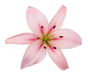 Naklejka na ściany i meble fresh pink lily