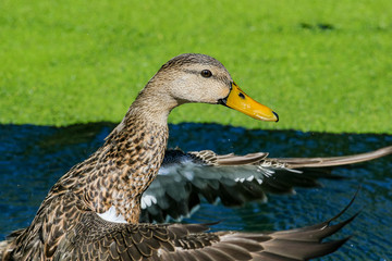 Duck