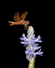 Eastern Amberwing III