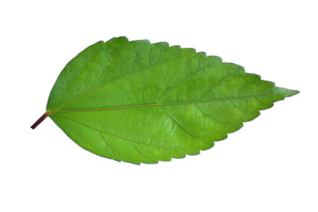 hibiscus leaf on white background