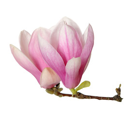 Obraz na płótnie Canvas magnolia flower