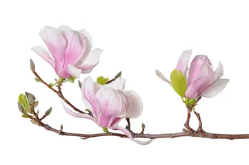 Gordijnen roze magnolia bloemen © anphotos99