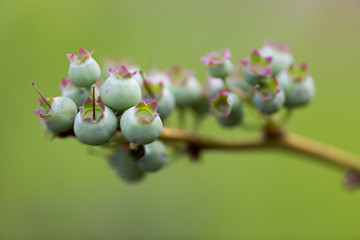 Blueberries unripe