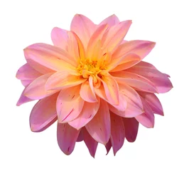 Foto op Plexiglas chrysanthemum dahlia © anphotos99