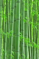 Photo sur Plexiglas Bambou Bambouseraie tranquille