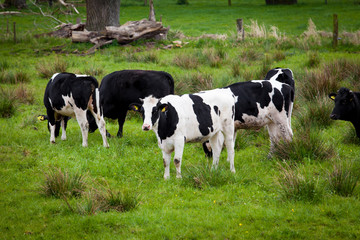 Herd of cows. Cows on a green field. Cows on the field