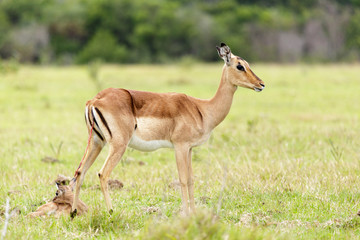 Giving Birth 2 - Nyala - Tragelaphus angasii