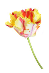 beautiful parrot tulip