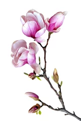 Foto op Canvas magnolia © anphotos99