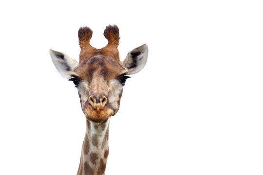 I see you - Giraffe - Giraffa Camelopardalis