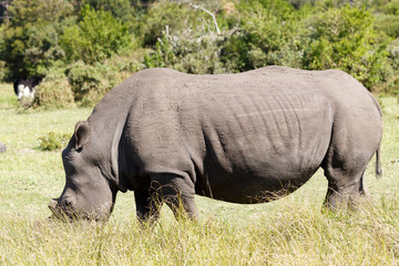 Obraz premium The Rhinoceros - Rhinocerotidae