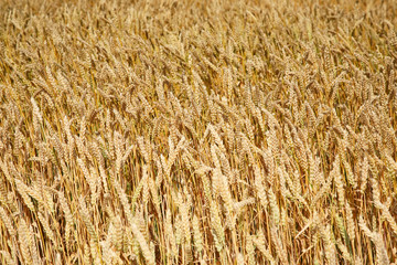 field crops grown with wheat