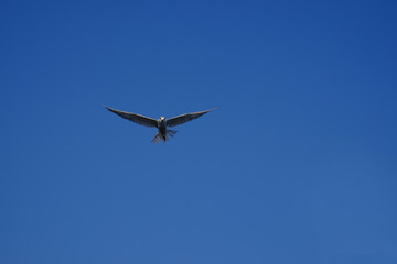 Seagull fly in the blue sky