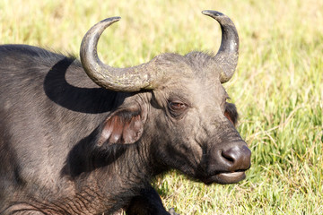 Eye See - African Buffalo Syncerus caffer