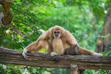 Gibbon sits on timber.