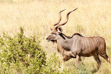 Kudu