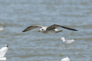 Big bird, Heuglin's Gull (Larus heuglini), juvenile bird