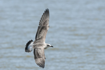 Big bird, Heuglin's Gull (Larus heuglini), juvenile bird