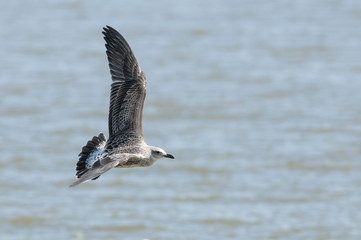 Big bird, Heuglin's Gull (Larus heuglini), juvenile bird