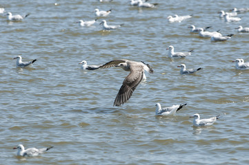 Big bird, Heuglin's Gull (Larus heuglini), juvenile bird
