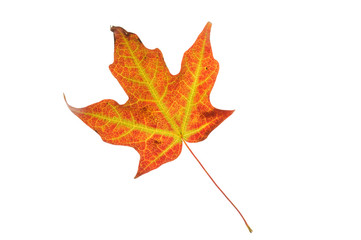 red autumn maple leaf isolated on white background
