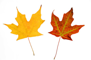 colorful autumn maple leaves isolated on white background