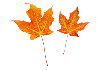 colorful autumn maple leaves isolated on white background