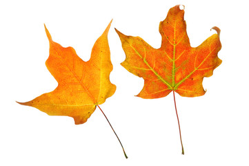colorful autumn maple leaves isolated on white background