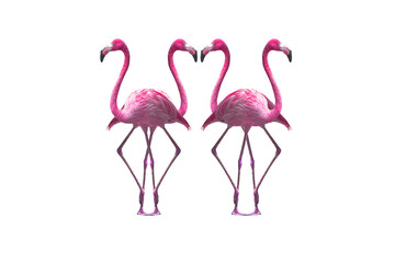 Bird flamingo walking on a white background , flamingo isolated on white background ,Beautiful bird flamingo