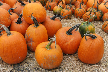 pumpkins on the farm field in harvest season