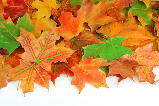 colorful autumn maple leaves background