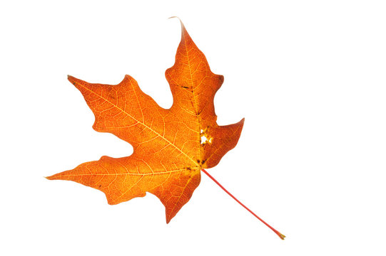 red autumn maple leaf isolated on white background