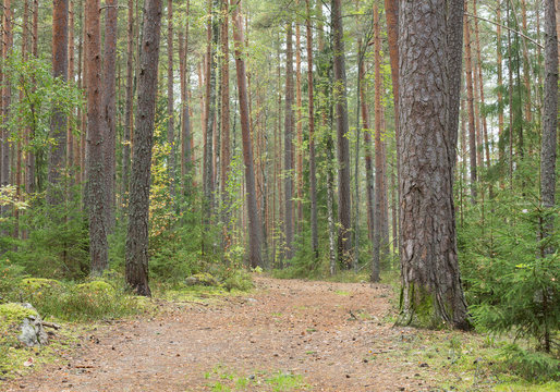 Path leading through a pine forest in sweden