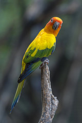 Beautiful Parrot, sun Conure , yellow parrot , small parrot on hand