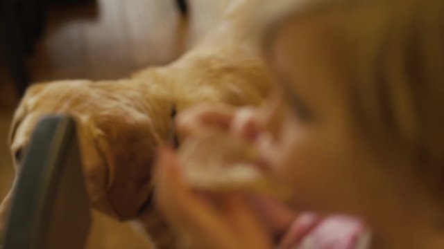 A dog begging as a little girl eats a pancake with her hands, close up