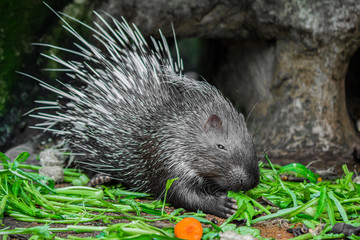 Porcupine and vegetables.
