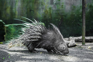 Porcupine walking on the ground.