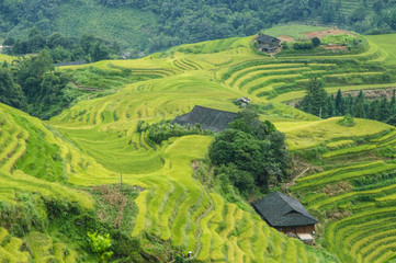 The terraced fields scenery in autumn
