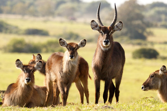 The Waterbuck Family - Kobus Ellipsiprymnus