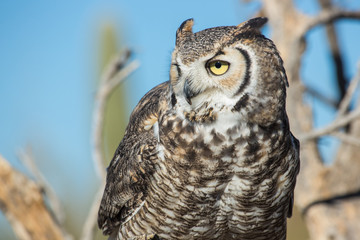 Great Horned Owl
