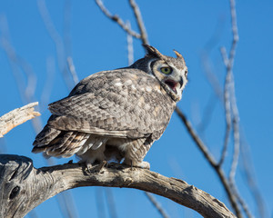 Great Horned Owl