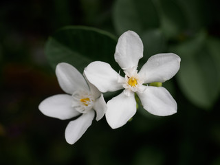 Close-up of white flower in garden