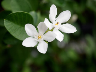 Obraz na płótnie Canvas Close-up of white flower in garden