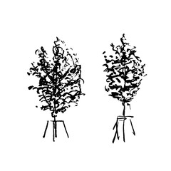 Sketch. Young fir trees in the stands for the trees.