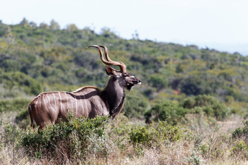Naklejka na ściany i meble The Side Look - Greater Kudu - Tragelaphus strepsiceros