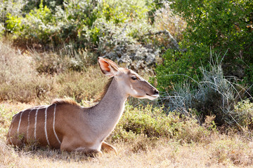 Taking a Rest - Greater Kudu - Tragelaphus strepsiceros