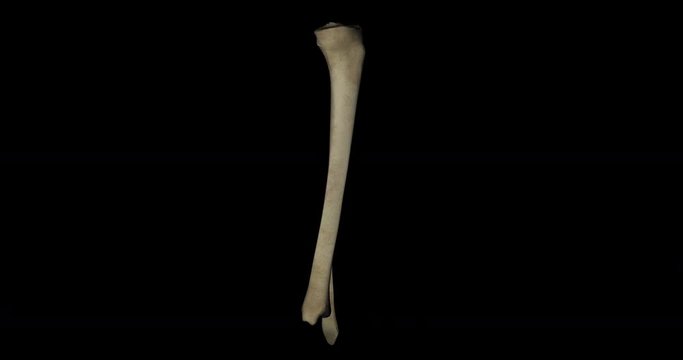 Tibia bone of skeleton human gyrating on black background in 4K format