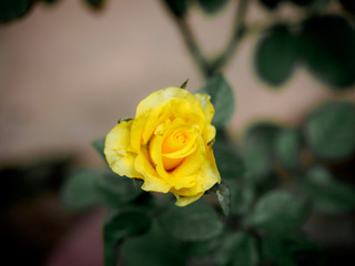 beautiful flowers in the garden